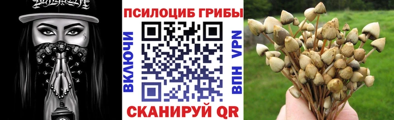 Галлюциногенные грибы Cubensis  даркнет сайт  Тутаев 